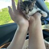 ゆたこさーん さん