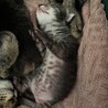 脱走猫が妊娠してて、出産しました。