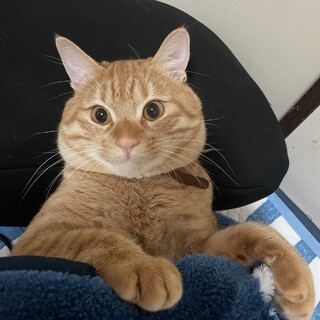 甘えん坊な保護猫ちゃんに温かいお家をお願いします！