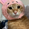 甘えん坊な保護猫ちゃんに温かいお家をお願いします！ サムネイル2