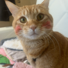 甘えん坊な保護猫ちゃんに温かいお家をお願いします！ サムネイル3
