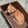 甘えん坊な保護猫ちゃんに温かいお家をお願いします！ サムネイル4