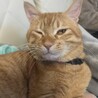 甘えん坊な保護猫ちゃんに温かいお家をお願いします！ サムネイル5