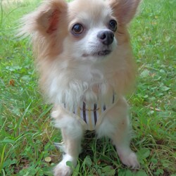 炎天下の犬の散歩を目撃！