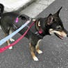 なでられるのが大好き！脚長ヘソ天男子マモル サムネイル5