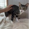 ルルちゃん！控えめだけど魅力たっぷり！ サムネイル5