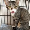 ルルちゃん！控えめだけど魅力たっぷり！ サムネイル6