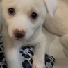 ウラン♀のずっとのおうちを探しています サムネイル3