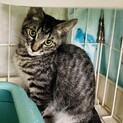 抱っこでゴロゴロの甘えん坊との君