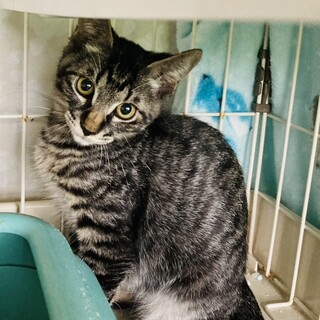 抱っこでゴロゴロの甘えん坊との君