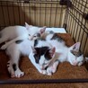 好奇心旺盛♪仲良し３兄弟　ジャイアン♂ サムネイル7