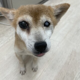 目が見えないけど人間大好きなアズキちゃん！