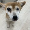 目が見えないけど人間大好きなアズキちゃん！