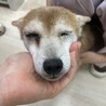 目が見えないけど人間大好きなアズキちゃん！
