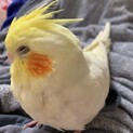 オカメインコのきなこの里親募集
