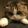 つくし＆ミル