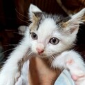 おチビだけど負けん気アリ！仲良し３兄弟　のび太♂