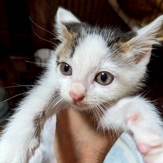 おチビだけど負けん気アリ！仲良し３兄弟　のび太♂