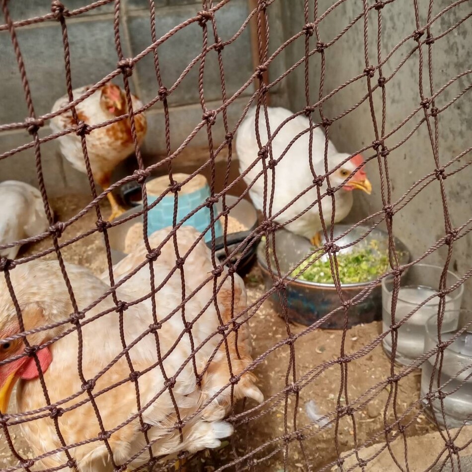 ぴよのカバー写真