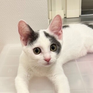 8/9高田馬場★すーちんちゃん★人懐っこくcute