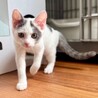 8/9高田馬場★すーちんちゃん★人懐っこくcute サムネイル4