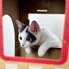 8/9高田馬場★すーちんちゃん★人懐っこくcute サムネイル5