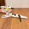 8/9高田馬場★すーちんちゃん★人懐っこくcute サムネイル6