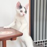 8/9高田馬場★すーちんちゃん★人懐っこくcute サムネイル7