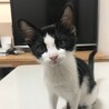 8/9高田馬場★えいとくん★懐っこい肩乗り男子 サムネイル3