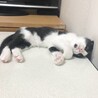 8/9高田馬場★えいとくん★懐っこい肩乗り男子 サムネイル6