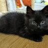 人懐こいオテンバもふもふ！黒・長毛女子「ビーナス」 サムネイル6