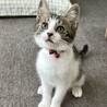 小豆色の肉球がcute♡あずきちゃん サムネイル3