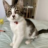 小豆色の肉球がcute♡あずきちゃん サムネイル4