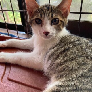 おばあさんが大切に育てた仔猫