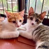おばあさんが大切に育てた仔猫 サムネイル2