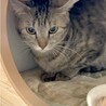 まだちょっと緊張中、頑張ってるコキンちゃん！ サムネイル3