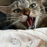 まだちょっと緊張中、頑張ってるコキンちゃん！ サムネイル4