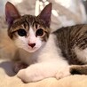 おばあさんが大切に育てた仔猫 サムネイル3