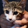 おばあさんが大切に育てた仔猫 サムネイル4