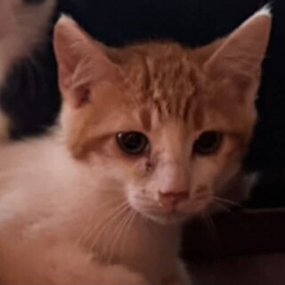 　おばあさんが大切に育てた茶白の仔猫