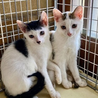 おばあさんが大切に育てた仔猫