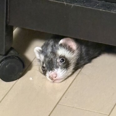 かまって
