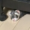 かまって