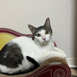 「8月23日ラブとハッピー府中 保護猫譲渡会に参加」サムネイル3