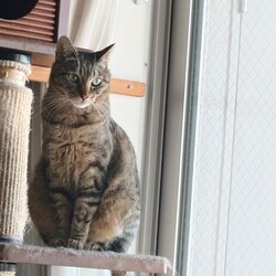 「9月12日（土）「保護猫の譲渡会」開催します！」サムネイル2