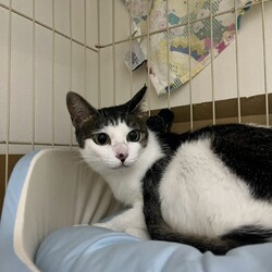 「9月12日（土）「保護猫の譲渡会」開催します！」サムネイル3
