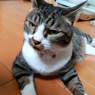 肝っ玉娘♩のお嫁入り先を募集！！