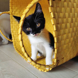 面白くて陽キャな子猫＊ミンミン（8週齢）