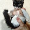 面白くて陽キャな子猫＊ミンミン サムネイル2