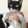 面白くて陽キャな子猫＊ミンミン サムネイル3